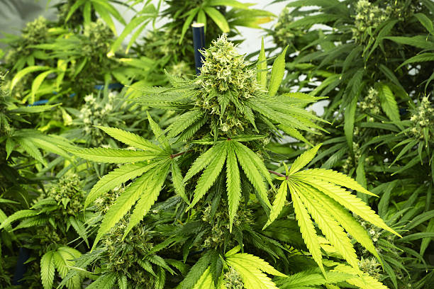 Edo battles cannabis farming